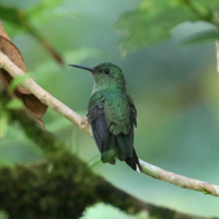 Scaly-breasted Huummingbird